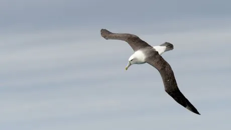 Care este cea mai mare pasăre din lume care poate zbura? Este numită și cea mai „romantică” pasăre