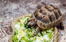 Pot broaștele țestoase să trăiască fără carapacea lor?