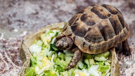 Pot broaștele țestoase să trăiască fără carapacea lor?