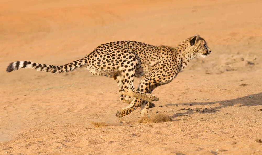 Ce viteză maximă poate atinge ghepardul?