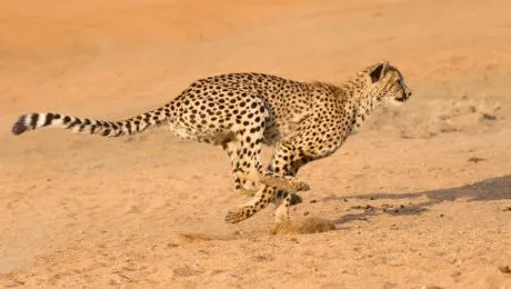 Ce viteză maximă poate atinge ghepardul?