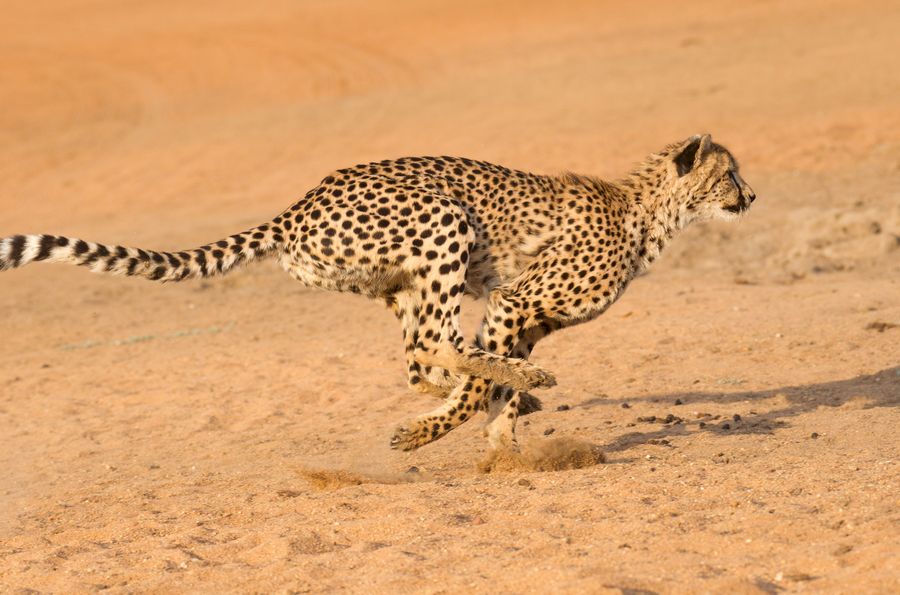 Ghepard