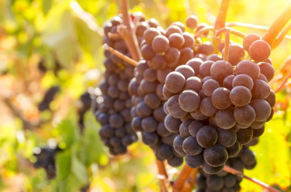 Care vin este mai sănătos, cel de țară sau cel din comerț?