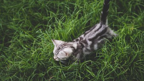 Ce este iarba pisicii? De ce înnebunesc felinele în preajma ei?