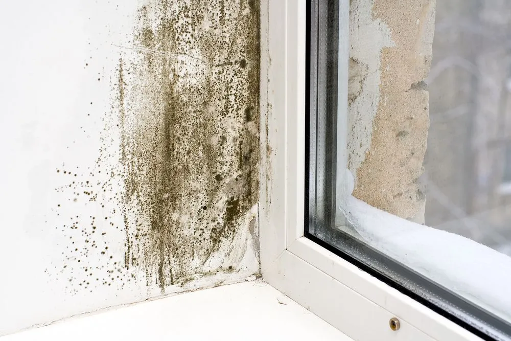 Cum curăț mucegaiul de pe pereți?