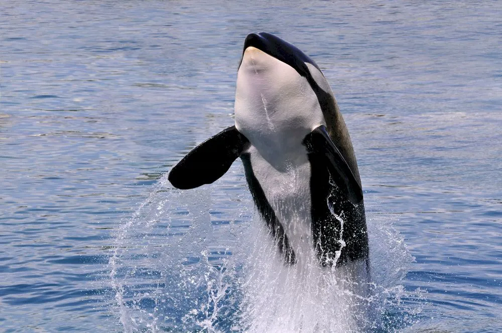 Curiozități despre balene. De ce au balenele oasele extrem de grele?