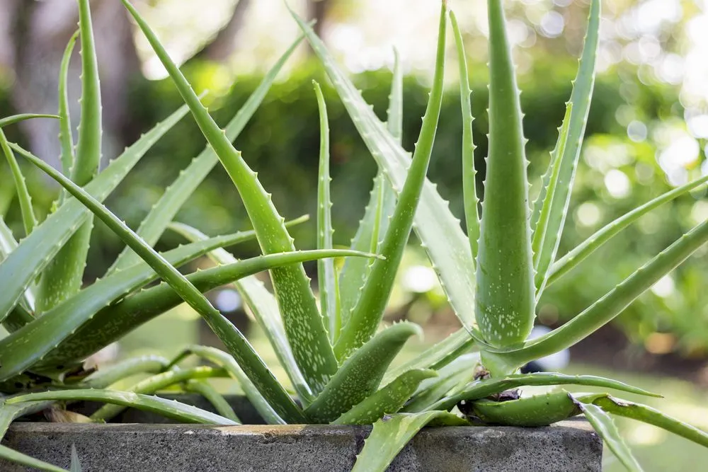 Aloe Vera. Cum se îngrijește planta de aloe vera și la ce este utilă?