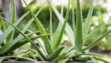 Aloe Vera. Cum se îngrijește planta de aloe vera și la ce este utilă?