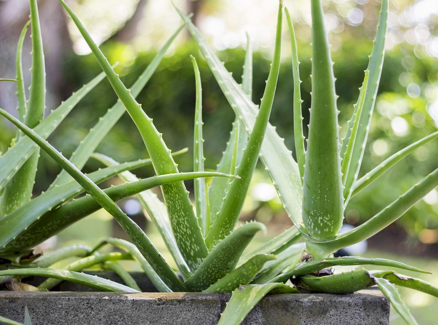 Aloe Vera