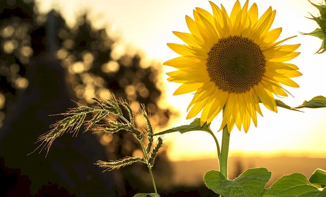 De ce floarea-soarelui se întoarce după… Soare? Ce s-a întâmplat cu o plantă legată?