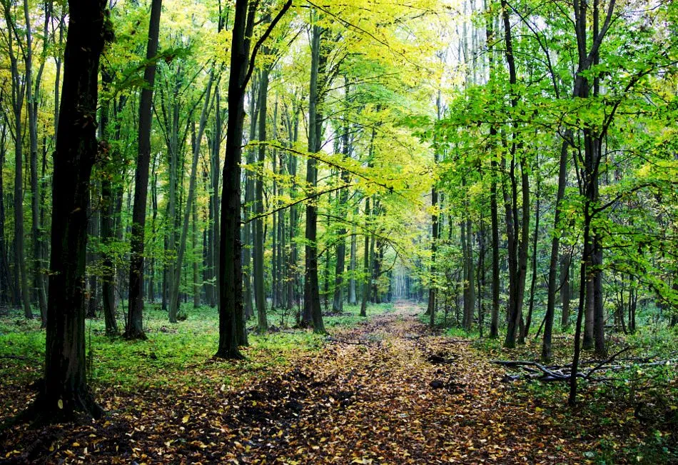 Când au apărut copacii pe Pământ? Unde se află cea mai veche pădure din lume?