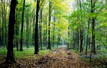 Când au apărut copacii pe Pământ? Unde se află cea mai veche pădure din lume?