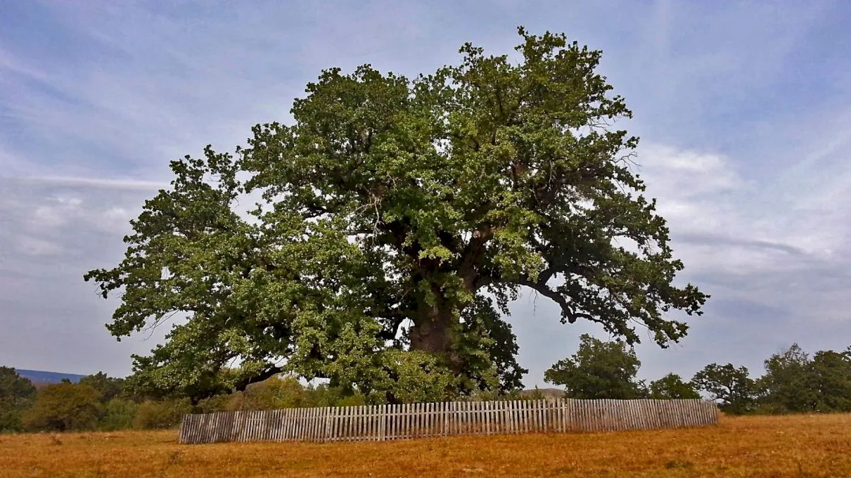 Ce vârstă are cel mai bătrân copac din România? Cum arată „Bătrânul Carpaţilor”?