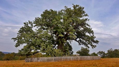 Ce vârstă are cel mai bătrân copac din România? Cum arată „Bătrânul Carpaţilor”?