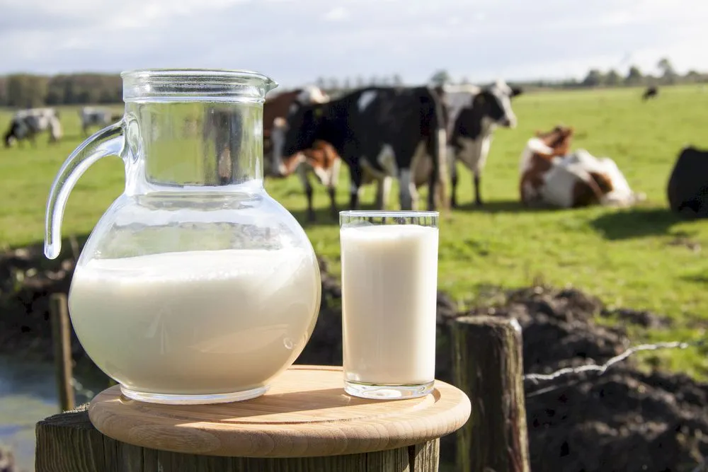 Care este diferența dintre ayran, sana și chefir?