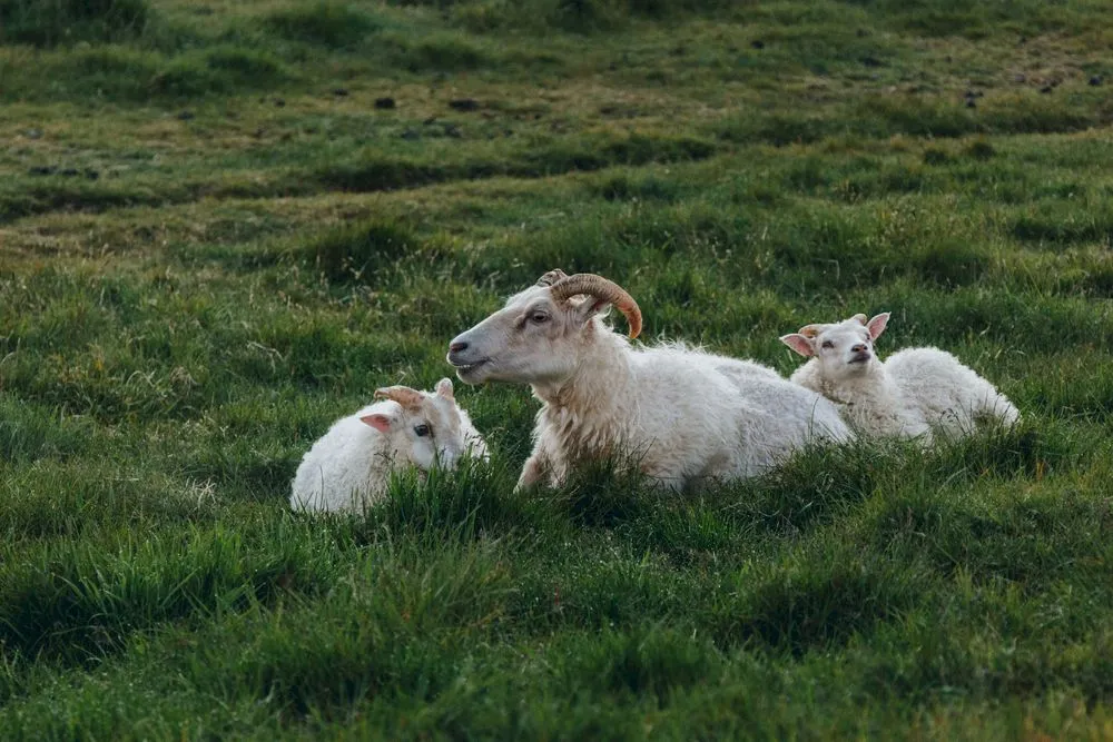 Care sunt animalele naționale ale statelor din Europa? Ce animal național are țara noastră?