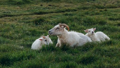 Care sunt animalele naționale ale statelor din Europa? Ce animal național are țara noastră?