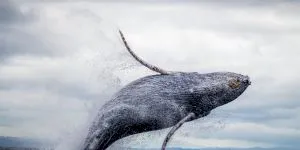 Cum alăptează balenele în… apă?