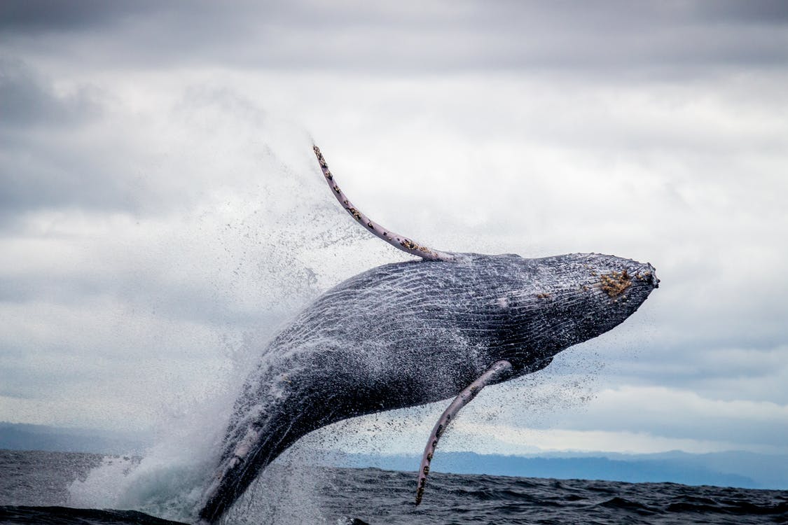 Cum alăptează balenele în… apă?