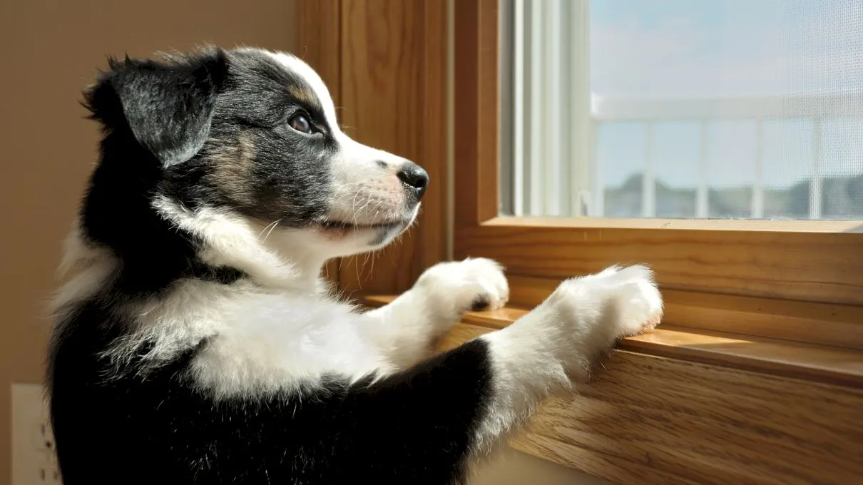 De ce le place câinilor să se uite pe geam?