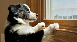 De ce le place câinilor să se uite pe geam?