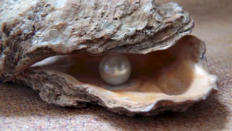 Cum se extrag perlele dintr-o scoică?