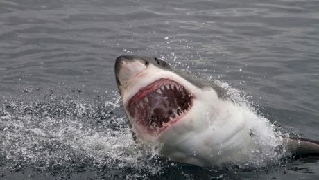 Ce specii de rechini există în Marea Neagră?