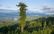 Ce înălțime are cel mai mare copac din lume?