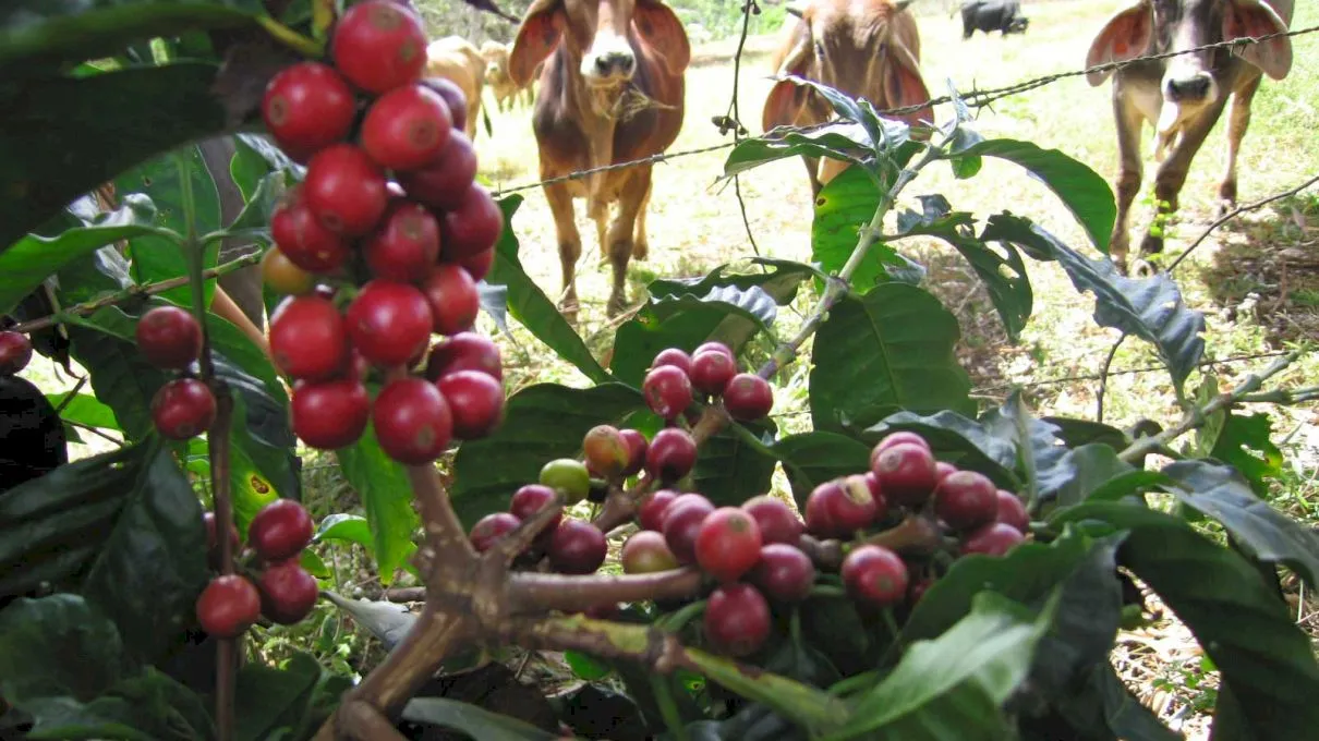 Cum a fost descoperită cafeaua și care este legătura cu turma de… capre?