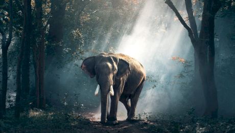 De ce au dispărut elefanții din Europa?