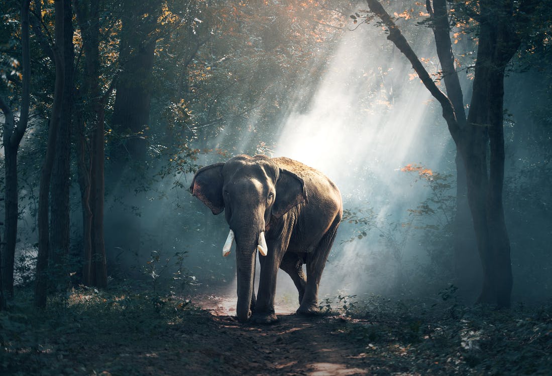 De ce au dispărut elefanții din Europa?