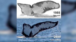 Fabulos! Au fotografiat aceeași balenă la 35 de ani distanță