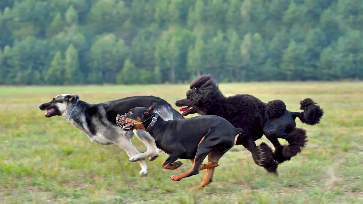 De ce aleargă câinii într-un mod ciudat și rareori în linie dreaptă?