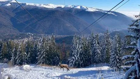 Cum vâna Ceaușescu capre negre direct din… telecabină?