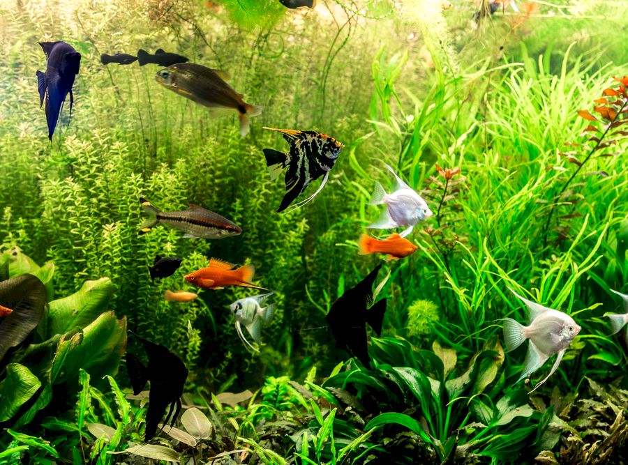 Ttropical freshwater aquarium with fishes