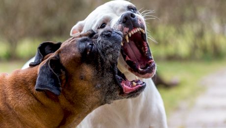 Care sunt cele mai agresive rase de câini?