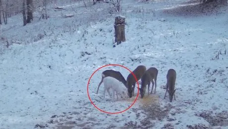 Bambi ca zăpada! O căprioară complet ALBĂ a fost surprinsă în Parcul Natural Bucegi