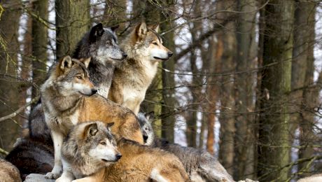 De ce lupii traiesc în haită: Importanța socializării pentru acești predatori