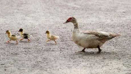 De ce rațele nu se udă în apă?