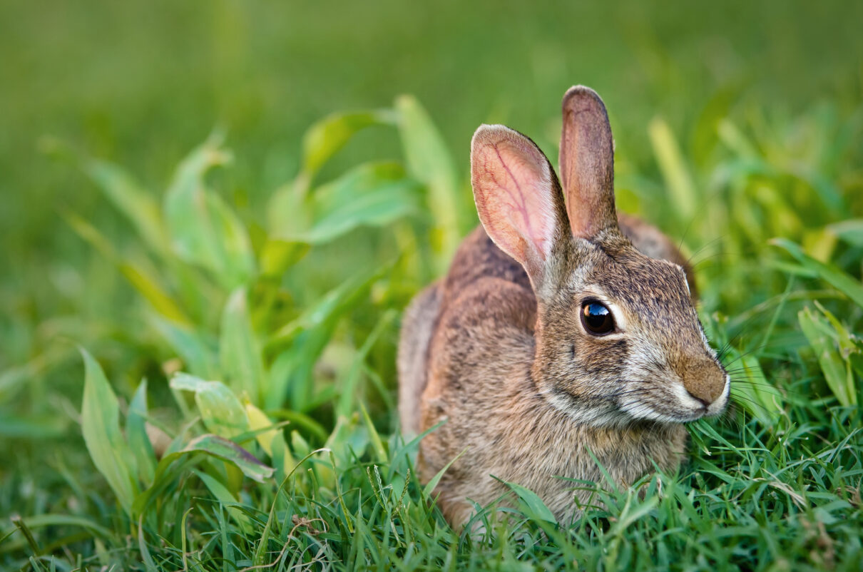 Ce animale comune nu sunt bune pentru consum?
