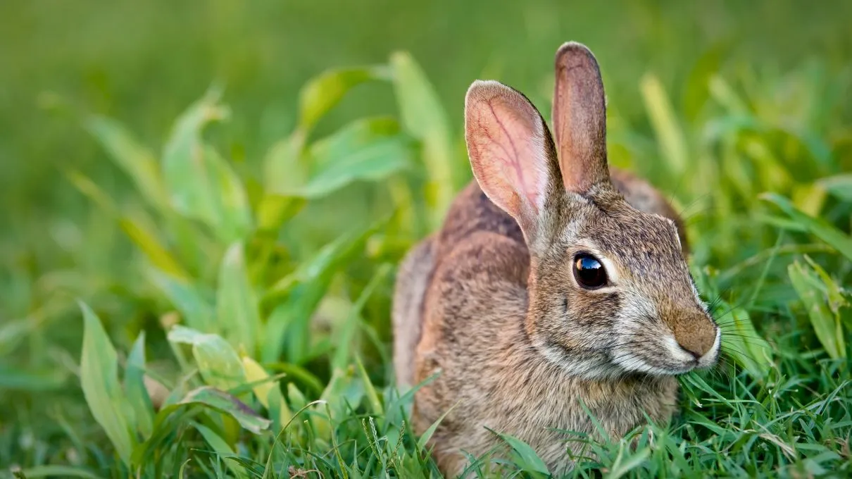 Ce animale comune nu sunt bune pentru consum?