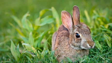 Ce animale comune nu sunt bune pentru consum?