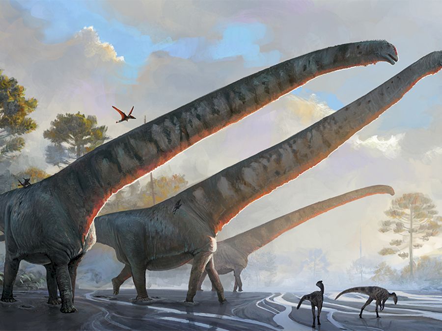 Mamenchisaurus c