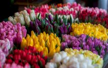 Ce flori se oferă de 8 martie?