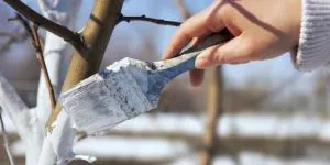 A venit primăvara. Ce trebuie să facă fiecare gospodar?