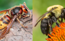 Bzzzz… Care este diferența dintre albină și viespe?