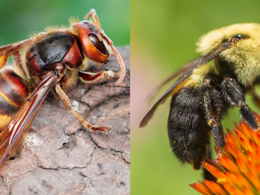 bees-vs-wasp-vs-hornet-1588790104