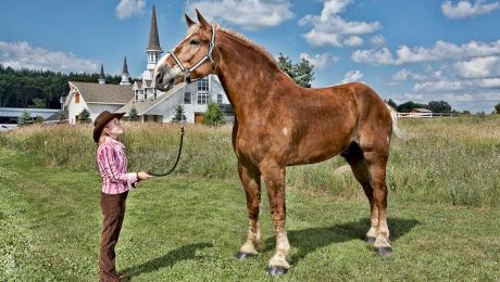 Cât de înalt a fost calul Big Jake, cel mai mare din lume? Dar, Sampson, cel mai mare din istorie?