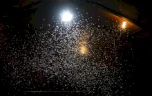 De ce au insectele au o atracție pentru lumina artificială?