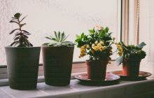 Ce plante de apartament sunt benefice pentru organismul uman?